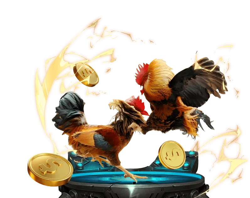 Đá gà cựa sắt cựa dao